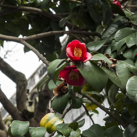 茶花人文之旅（22）花竹怡情