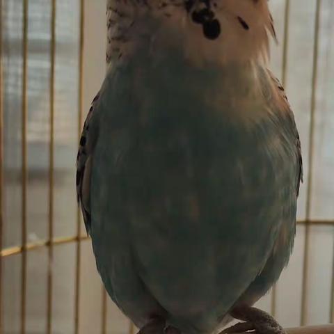 虎皮鹦鹉观察记 9号赵偌溪