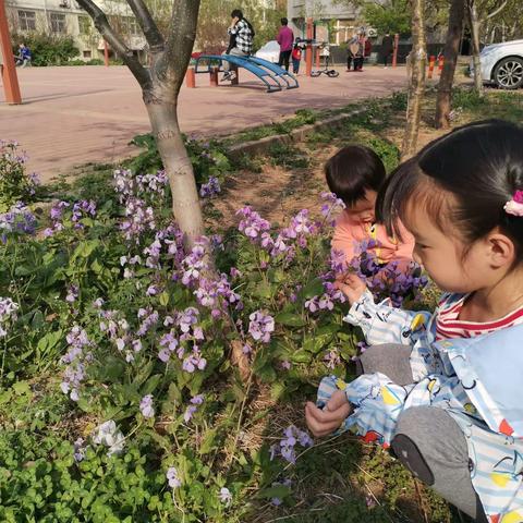 春天里的小野花