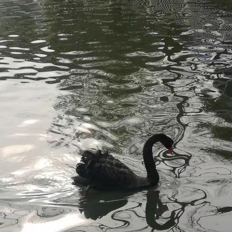 天鹅与海鸥