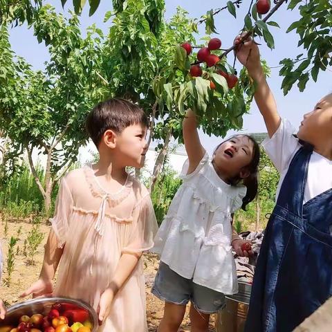 榴园镇中心幼儿园幼小衔接系列活动之一（生活教育一采摘季）