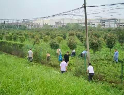 松杨湖街道滨湖村防汛工作进行中