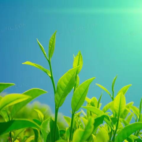 多彩课堂——茶艺