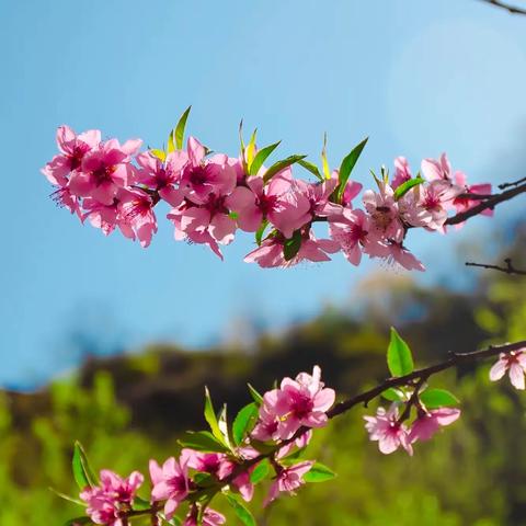 “疫散花开，桃洼学校幼儿园大班家园共育活动”（一）