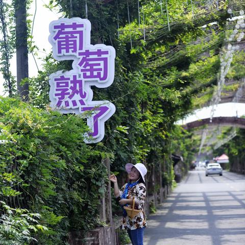 20210818鸿声葡萄🍇园