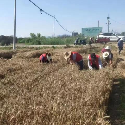 【太平镇寨头村团支部】粮食抢收正当时 志愿服务暖人心