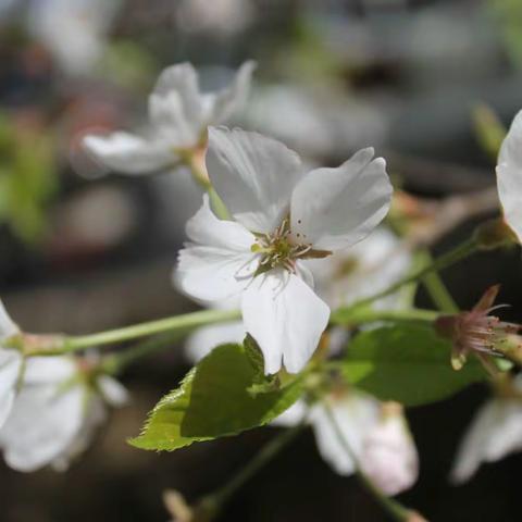 珞珈樱花