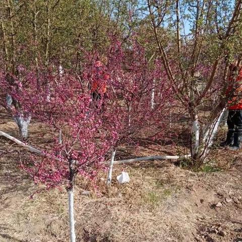 园林养护进行时—全面开展春季绿化浇水养护工作