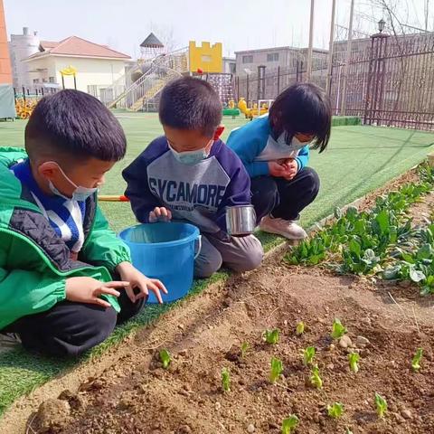 “生态教育”理念下幼儿园种植活动探索