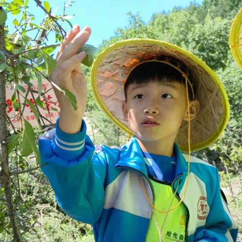 茶文化研学活动 ||盛夏茶田美，采茶正当时