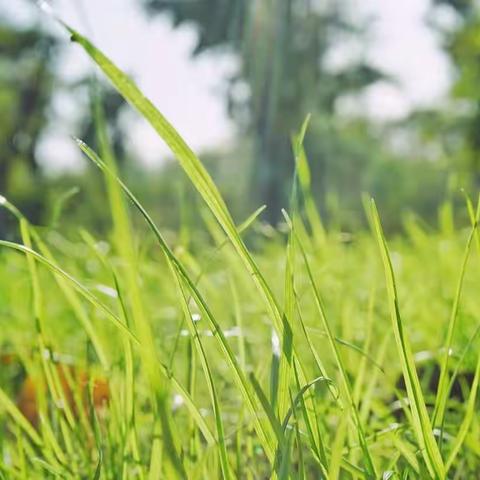 青青小草——扬大二幼中四班春日课程