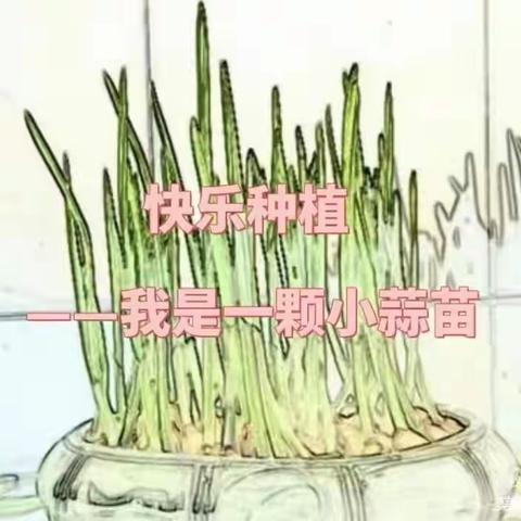 点“蒜”成苗，“蒜”出精彩——大八班植物活动记录