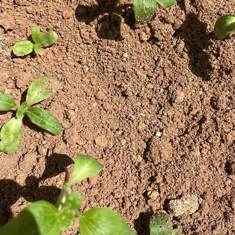 学前教育2202邹丽娟222003564