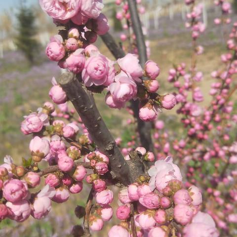 清明踏青  春暖花开 否极泰来