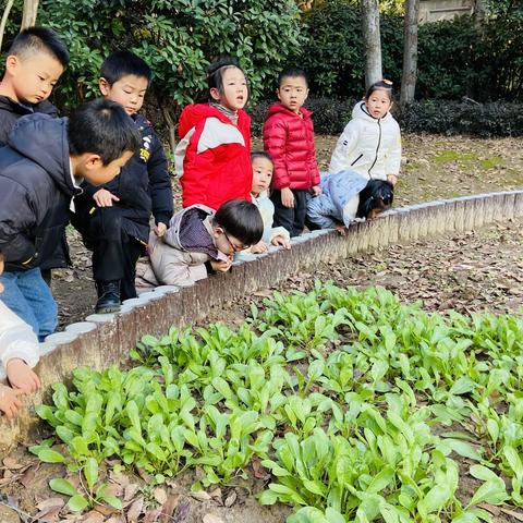 大四班萝卜的秘密——间苗🌱