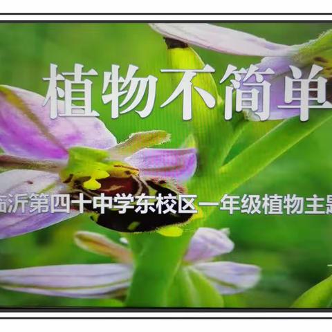 【和合四十·和融课程】植物不简单   萌娃齐挑战——临沂第四十中学东校区一年级植物主题展演纪实