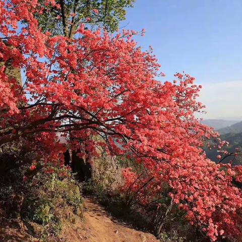 4月14号 相约徒步 出行富阳云台山 赏百亩野生杜鹃花