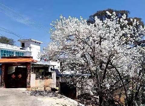 云南个旧市：加级寨梨花