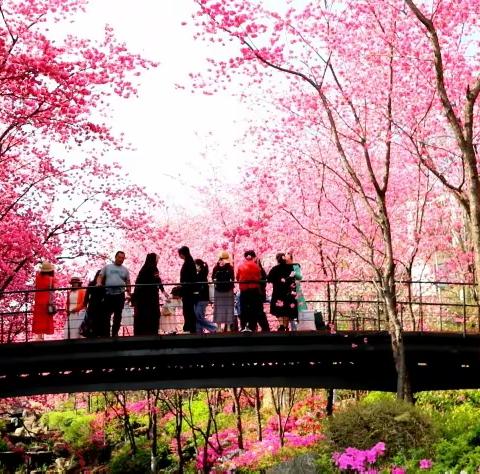 云南大理市：山水间樱花