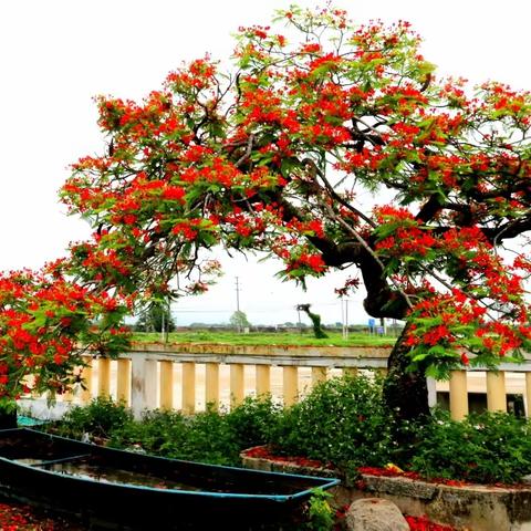 江门市台山：凤凰花开