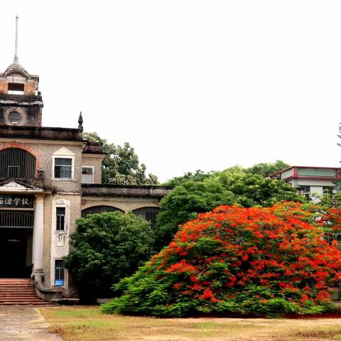 江门市台山：庙边小学凤凰花