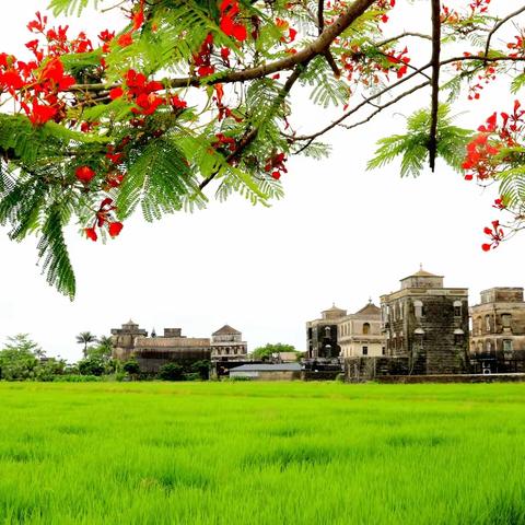 江门市台山：浮月村凤凰花