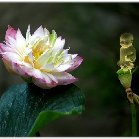 清丽脱俗唯莲花