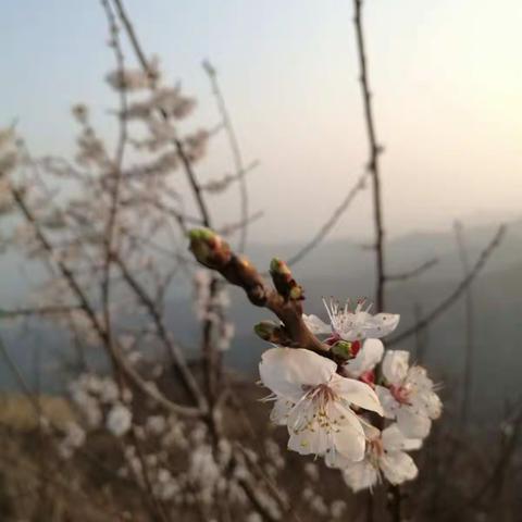 涉县西戌有座“杏花谷”