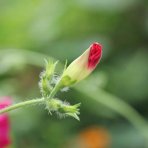 美丽的牵牛花