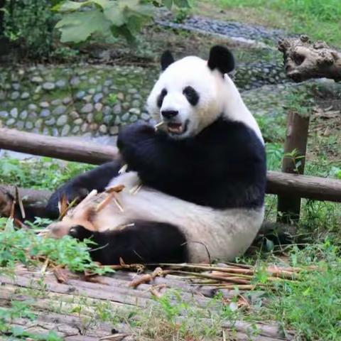 厦门市垵边红苹果幼儿园停课不停学之大段教学🐼