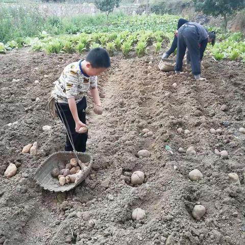 种植番薯小达人——张泽晨