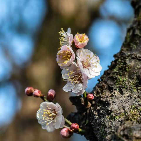 同心抗疫，停课不停学――四实小1.1班花儿成长记