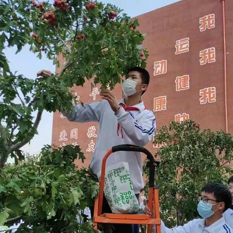 宣传贯彻“二十大”，劳动教育庆丰收——天津市辛庄中学采摘节活动纪实