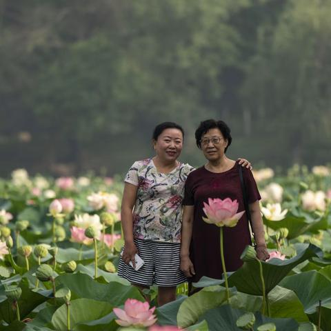 亲人 与 荷花  合肥 2019年7月