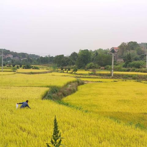 秋分至，天转凉，骑单车，赏稻黄