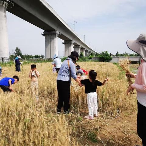 20230603芒种时节收麦行动