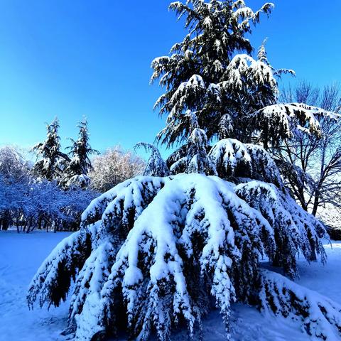 泉城瑞雪兆丰年