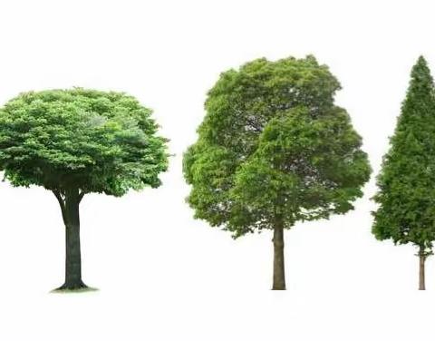 【趣味百科：大树歪啦！】