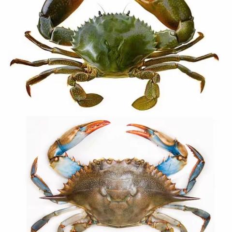 【趣味百科：螃蟹为什么会吐泡泡】