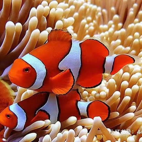【游来游去的小丑鱼】