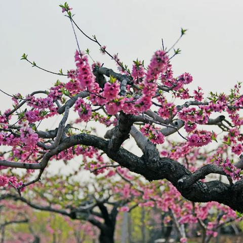 家乡的桃花分外艳