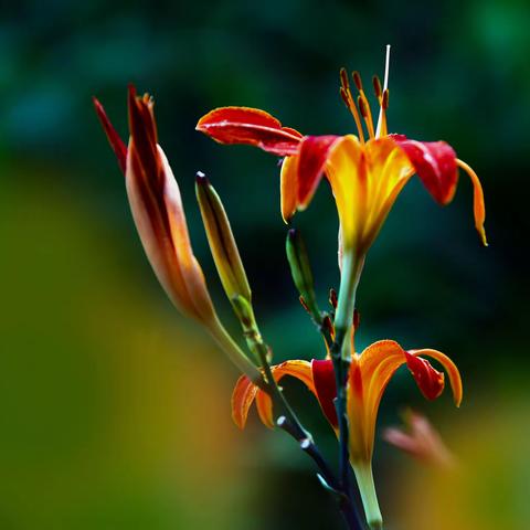 萱草花.母亲花