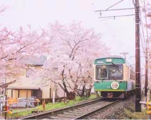 静待春暖花开樱花烂漫