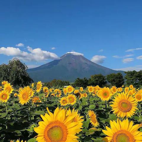 你当像鸟飞往你的山