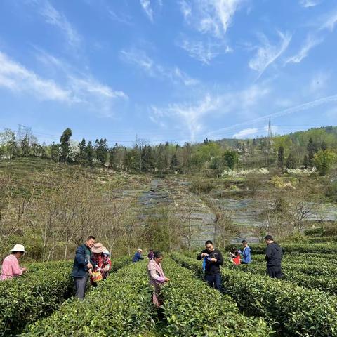 雄魁村：开展采摘培训 提升春茶品质