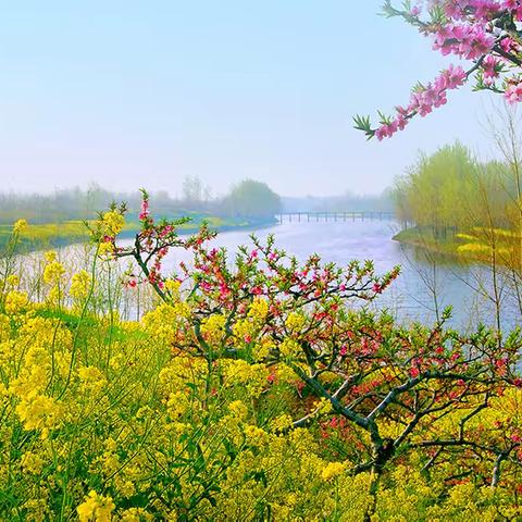 又是一年桃花红