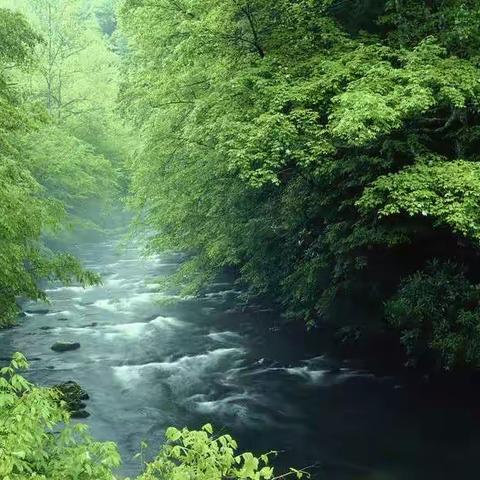 联析05松篁交翠山光好