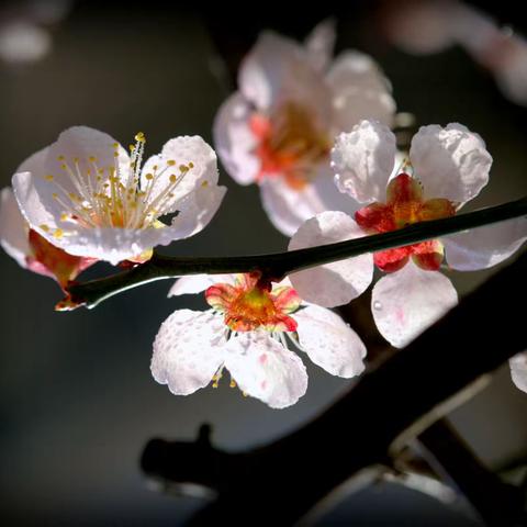 当春乃发生·百花香自来