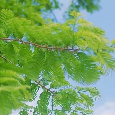 瑞龙吟·昨夜雨疏风细