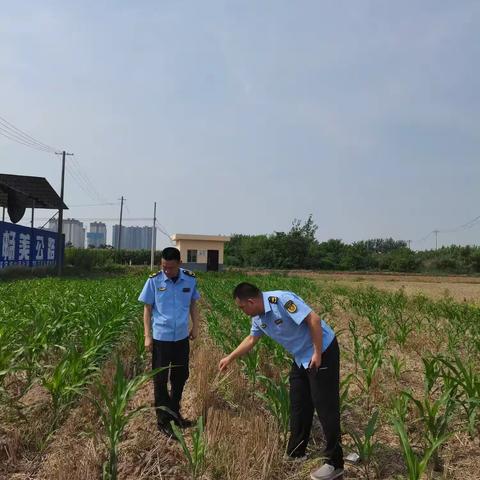 深入田间地头    巡查秸秆禁烧